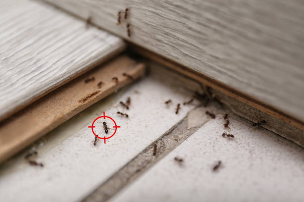 Best Termite Control Services  in Brier, WA